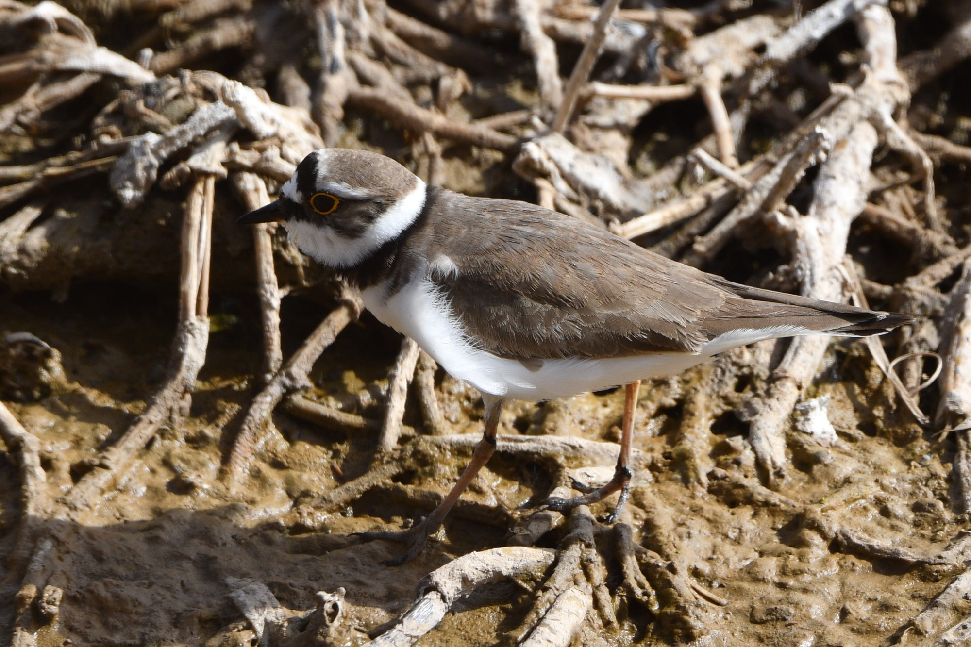 Kleine plevier (Charadrius dubius)